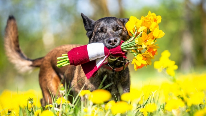 Vairāk nekā 2000 dižciltīgu suņu no 22 valstīm, tostarp Japānas, Grieķijas, Portugāles un Spānijas. ZooExpo 2025 Ķīpsalā
