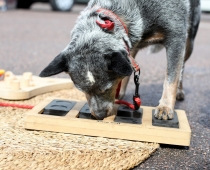 Suņiem radītās spēles un rotaļlietas izstādē ZooExpo